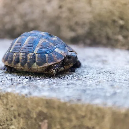 Gostinjska kuća Radulj