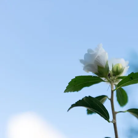 Gostinjska kuća Radulj 3*